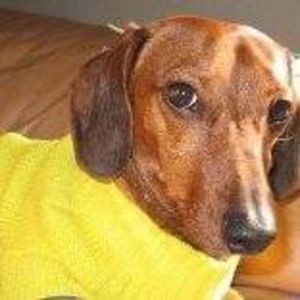 Meet your Posher, Bruce